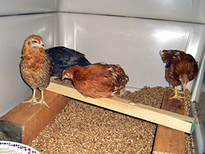 flock-chicks006