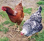 flock-chickens-CIMG6311
